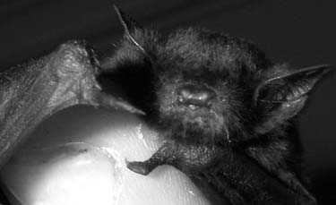 Zarathustra, Baby Bat